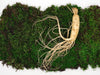 Panax Ginseng Root