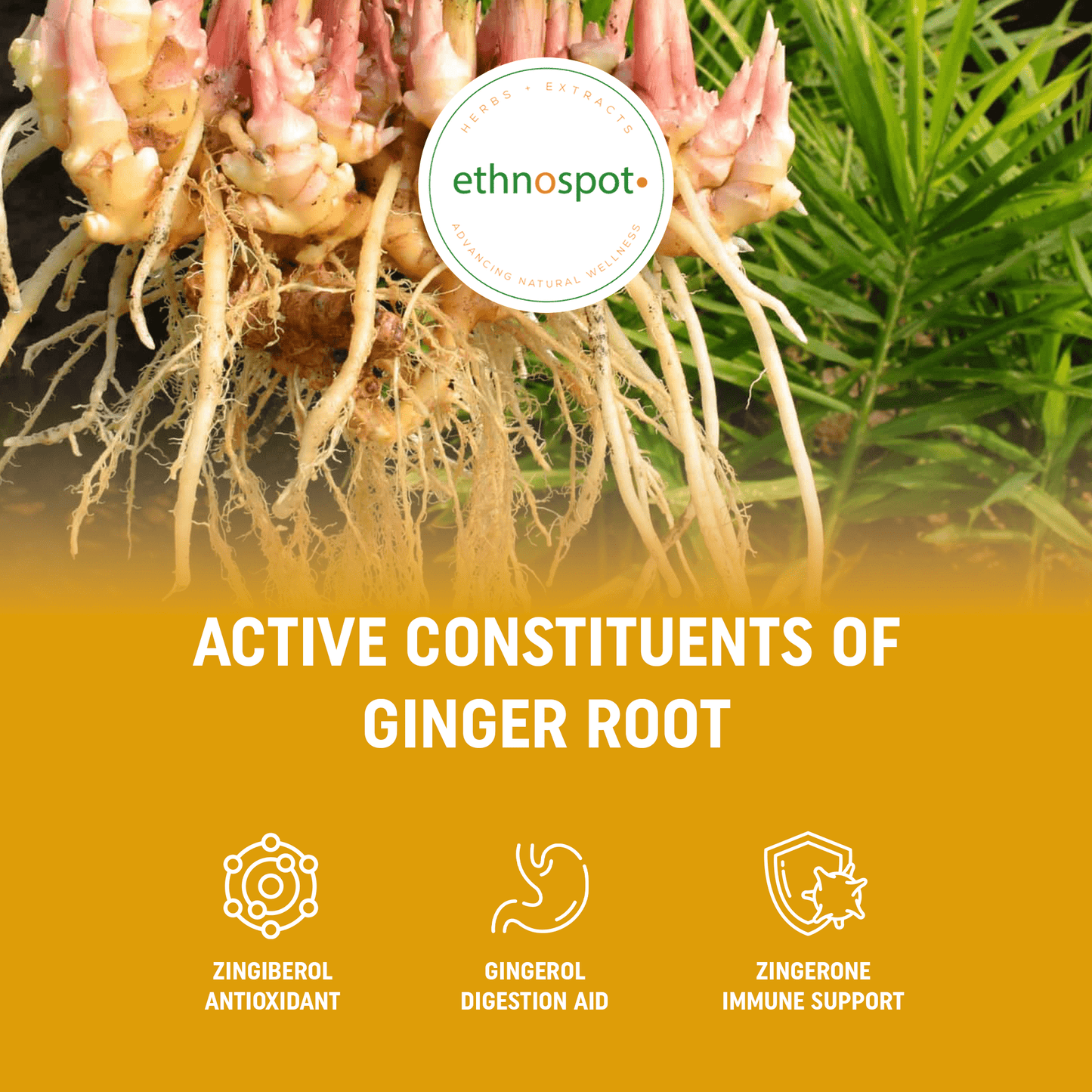Ginger Root Capsules - Digestive Support Herbal Supplement