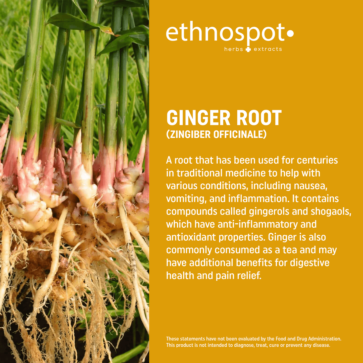 Ginger Root Capsules - Digestive Support Herbal Supplement
