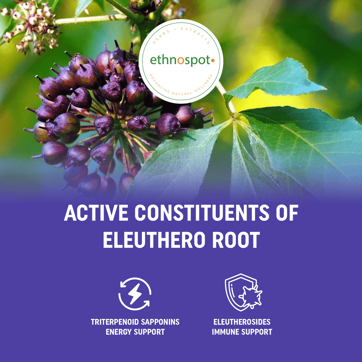 Eleuthero Root Capsules - Energy Enhancing Herbal Supplement