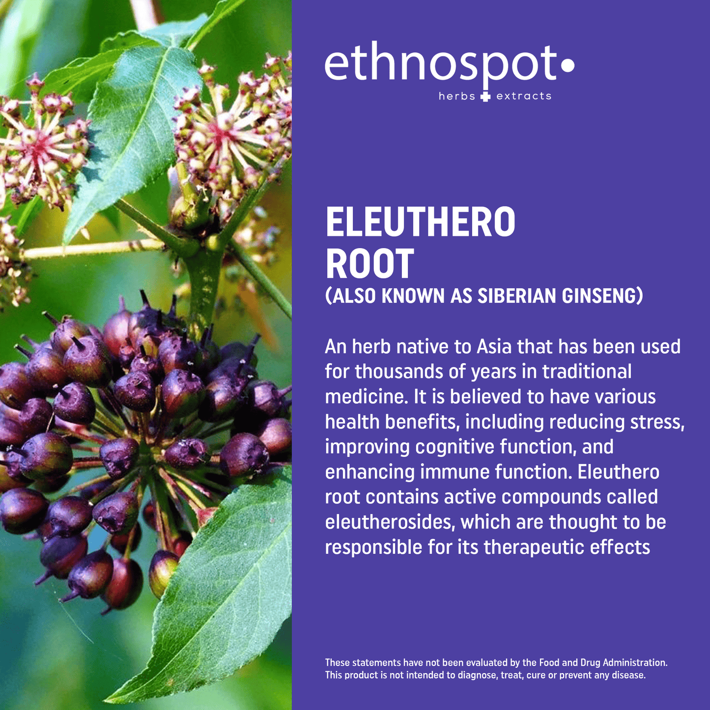 Eleuthero Root Capsules - Energy Enhancing Herbal Supplement