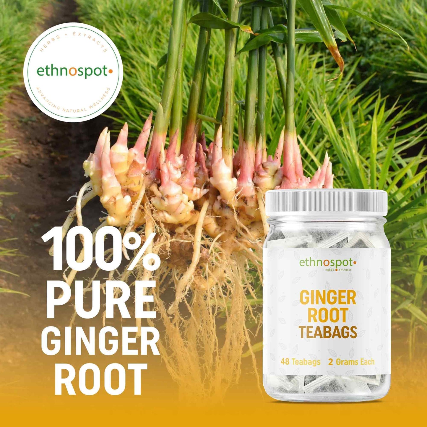 Ginger Root Teabags - Digestive Support Herbal Tea