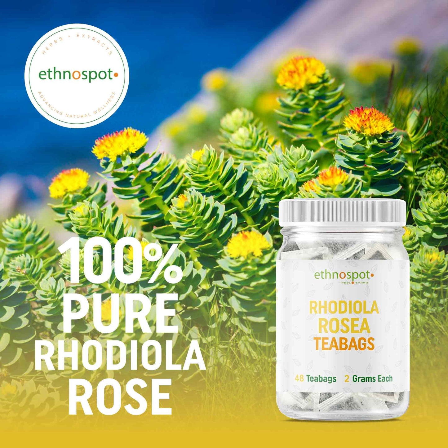 Rhodiola Rosea Teabags - Stress Reducing Adaptogenic Herbal Tea