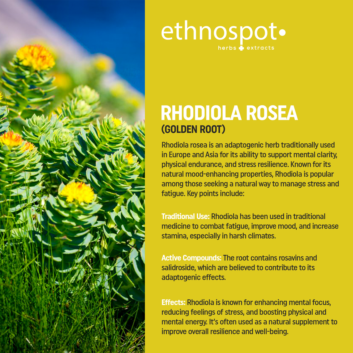 Rhodiola Rosea Tea - 32 Teabags