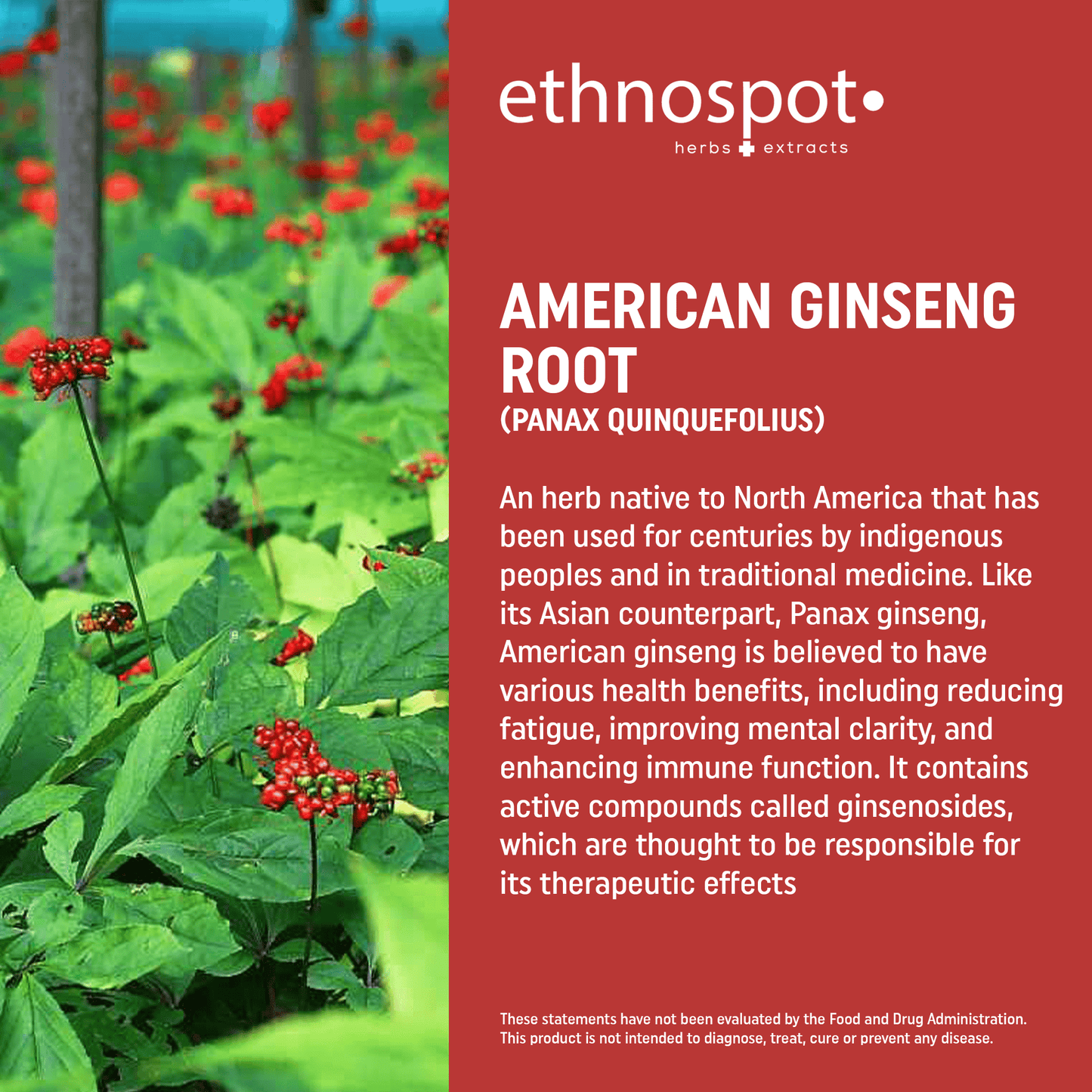 American Ginseng Capsules - Energy Boosting Herbal Supplement