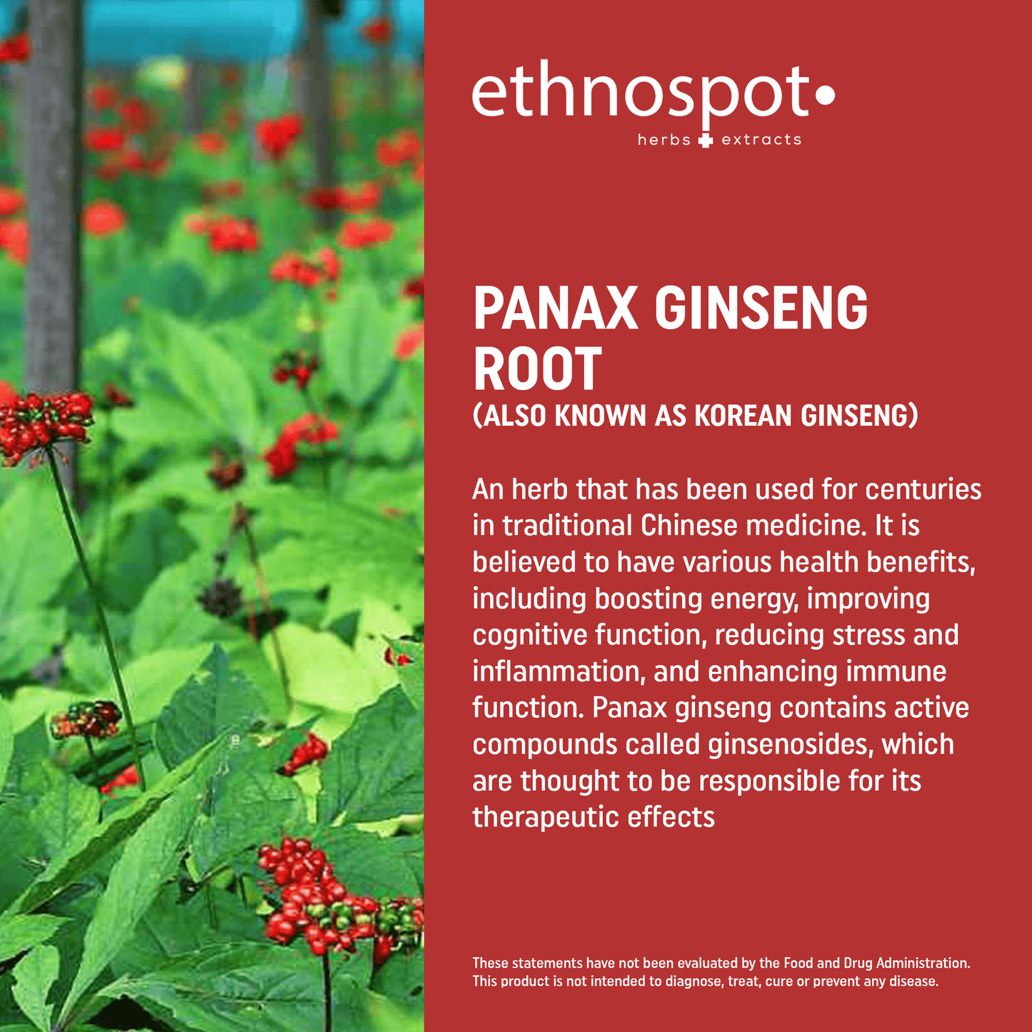 Panax Ginseng Root Capsules - Vitality Enhancing Herbal Supplement