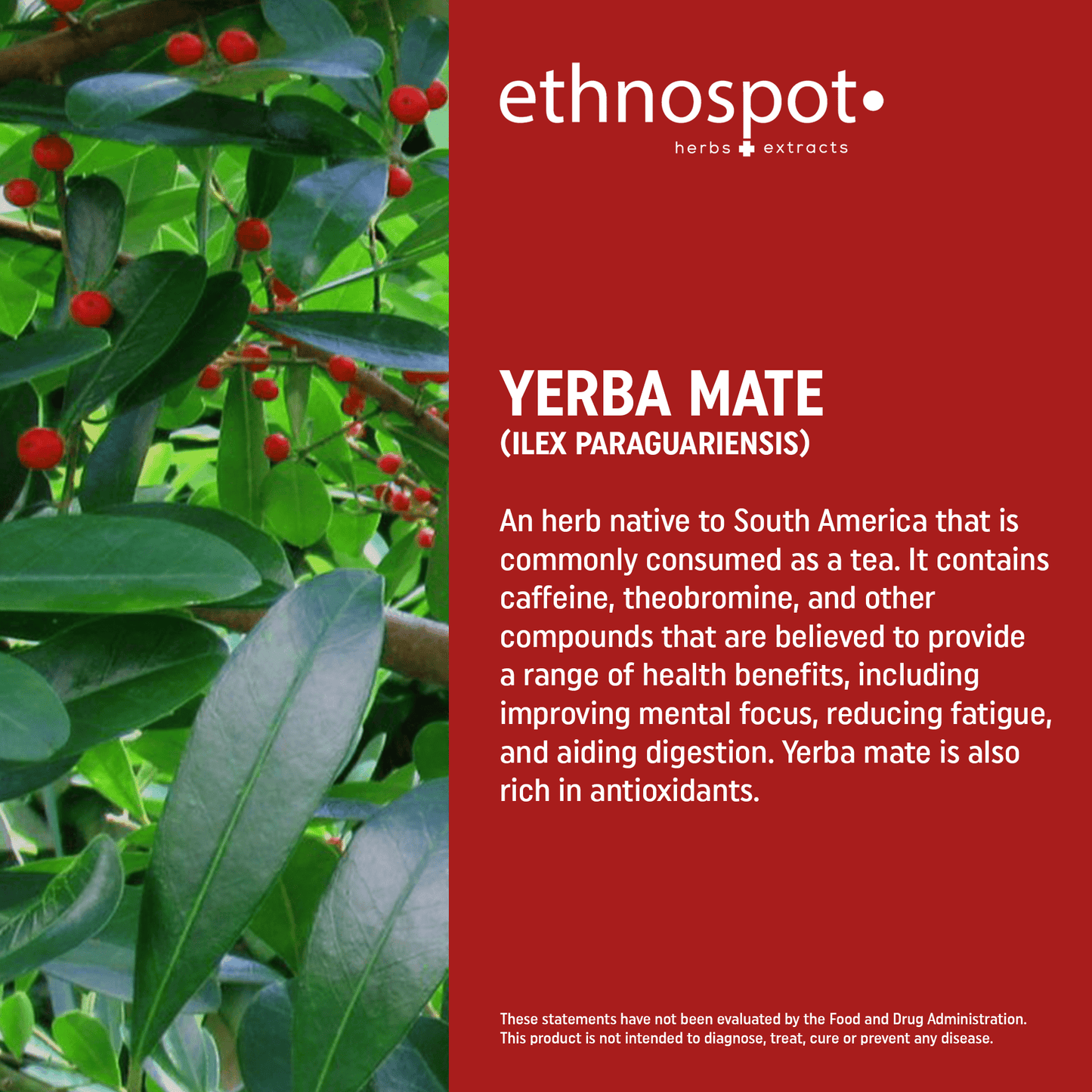Yerba Mate Capsules - Mental Clarity & Energy Herbal Supplement